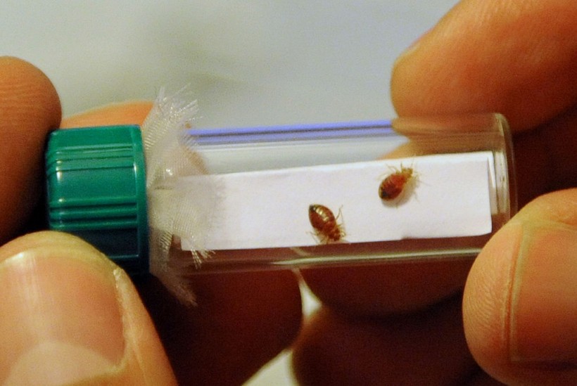 What US Cities Have Worst Bed Bug Infestations? Pest Control Company Orkin Lists Its Top Picks 