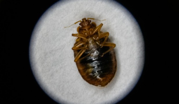 What US Cities Have Worst Bed Bug Infestations? Pest Control Company Orkin Lists Its Top Picks 