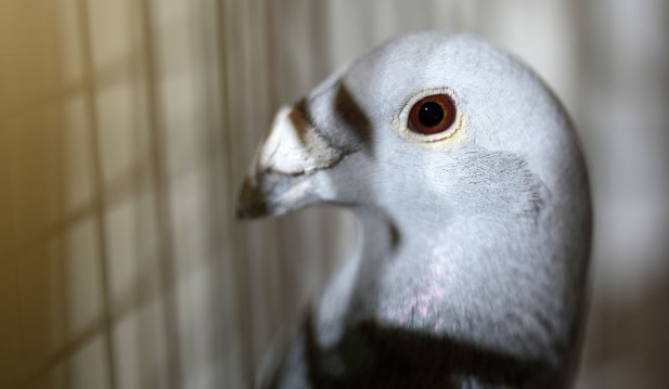 Alleged Chinese Spy Pigeon Finally Free From Prison—India Explains Why