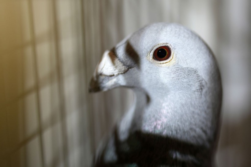 Alleged Chinese Spy Pigeon Finally Free From Prison—India Explains Why