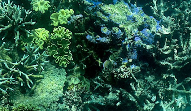 Mass Bleaching: Australia's Great Barrier Reef Suffers Destructive Event
