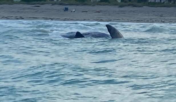 Beached Sperm Whale