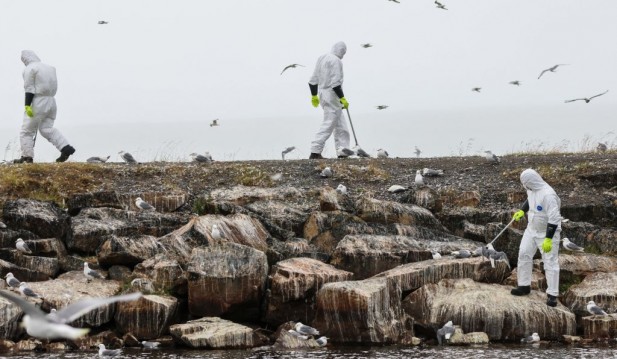 EU Issues Warning: Bird Flu Pandemic on the Horizon as Humans Lack Immune Defense