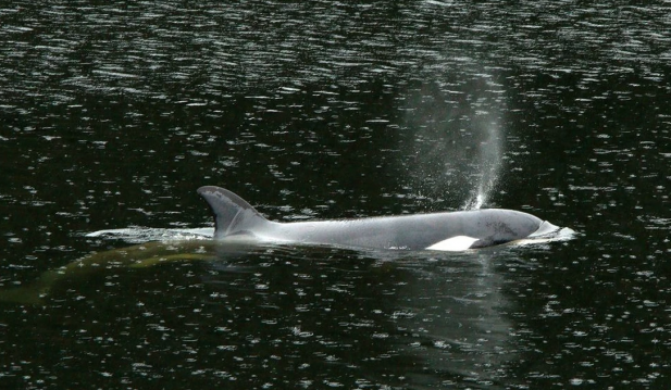 Orca Calf Stranded