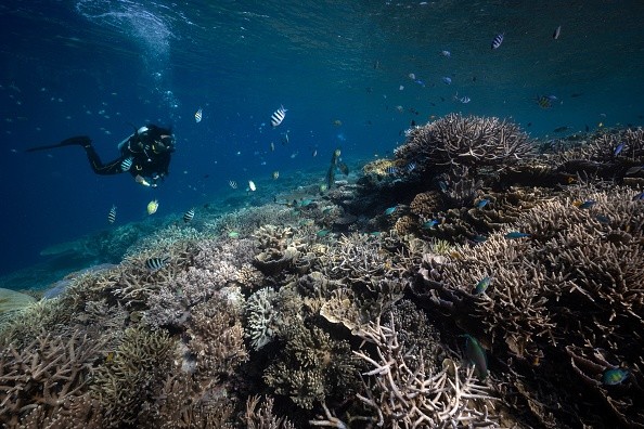 World's Coral Reefs Hit by Most Extensive Mass Bleaching Event on ...