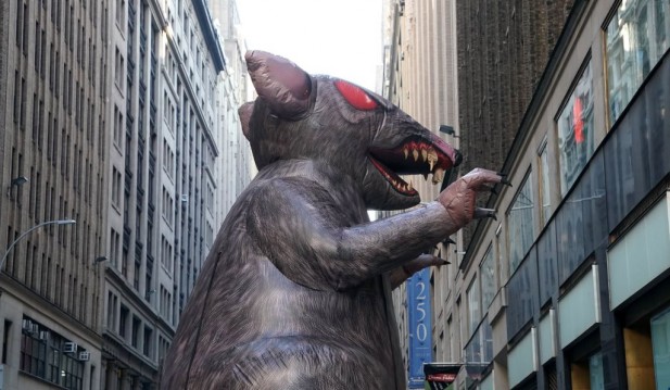 NYC Rats