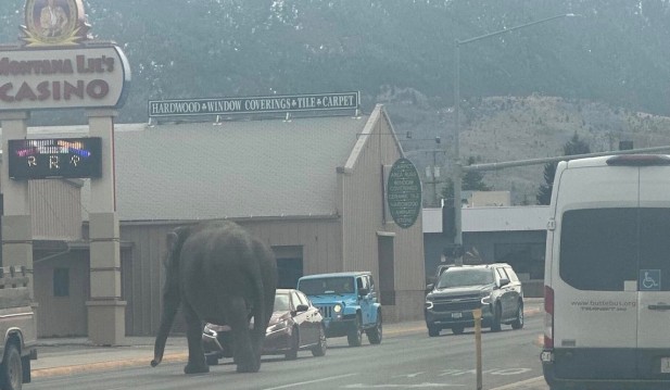 Escaped elephant in Montana