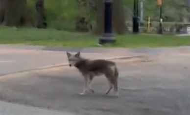 Large Coyote Seen Prowling NYC's Central Park Spooks Jogger: 'Are My ...