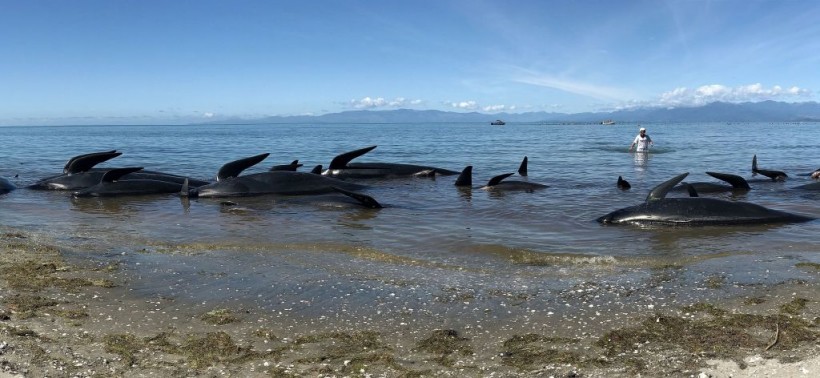 At least 20 Pilot Whales Dead After Around 200 Get Stranded in Western Australian Beach