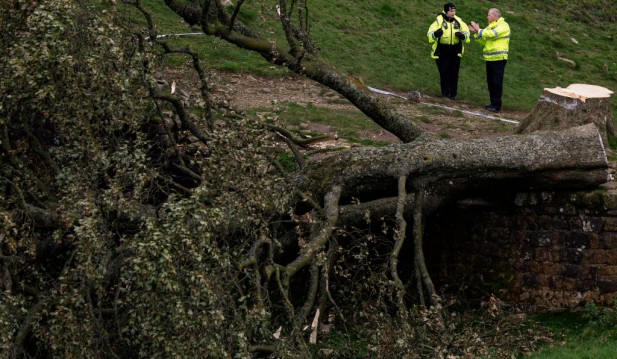 'Sycamore Gap' Tree At Hadrian's Wall Felled Overnight