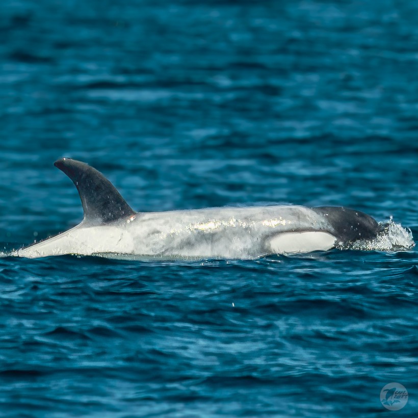 Frosty -- Rare White Killer Whale Spotted Off Coast of SoCal