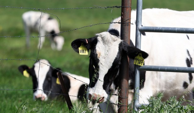 Virulent Strain Of Bird Flu Spreads Among Cattle Herds In The U.S.