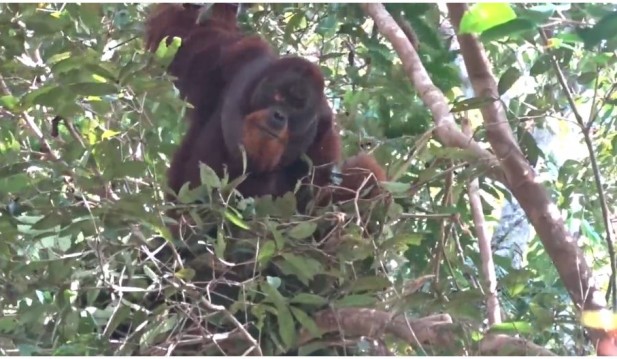 Sumatran orangutan Rakus
