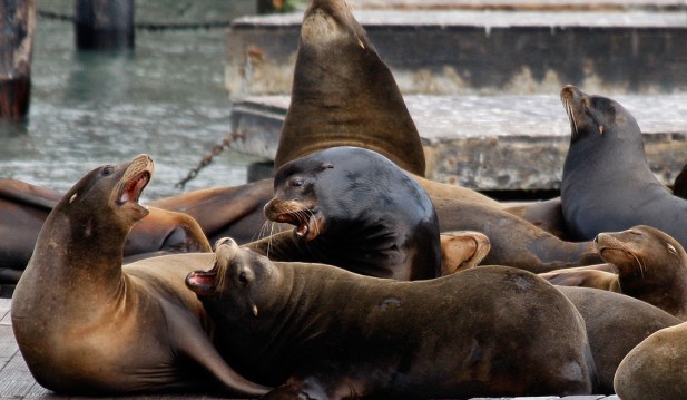 Sea Lions flock to San Francisco pier