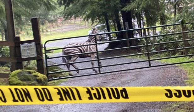 Zebras escape