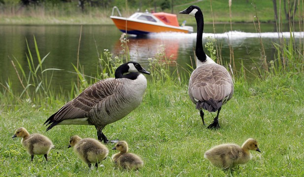 Why One Small New Jersey Town Is Planning A Mass Killing of Geese