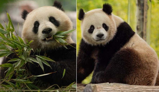 Giant Pandas are headed to the National Zoo