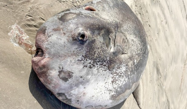 Newly discovered sunfish species