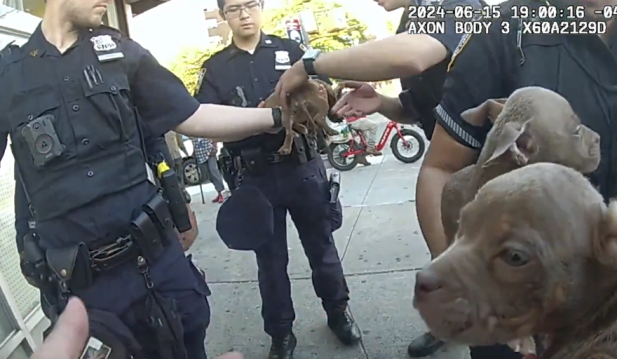 WATCH: Woman Selling Puppies Out of 'Hot Bag' on NYC Street Corner Confronted By Officers