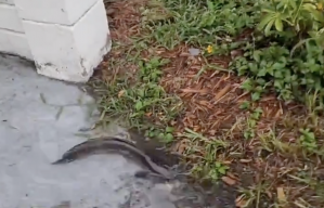 Catfish land in someone's driveway