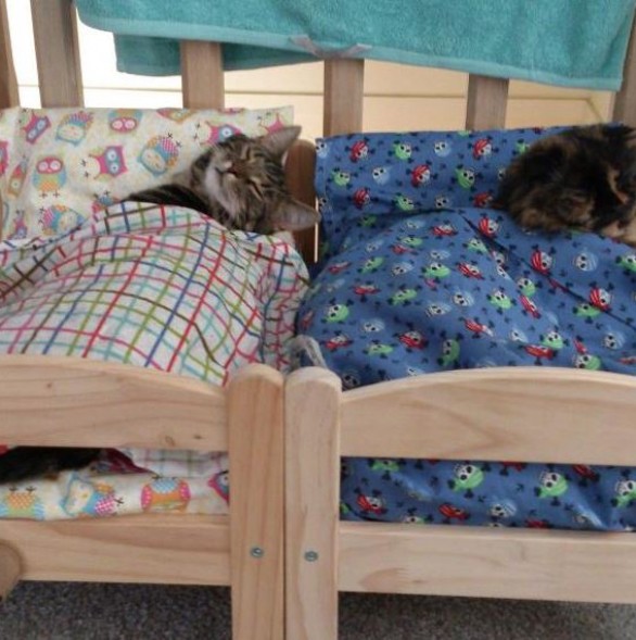 Cats Sleep In Ikea Doll Beds ?w=586&h=589&l=50&t=40