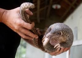 nCoV Potential Link to Pangolins