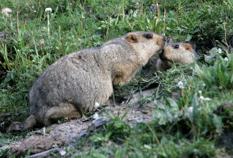 Marmots meet at entrance of their lair in Yushu