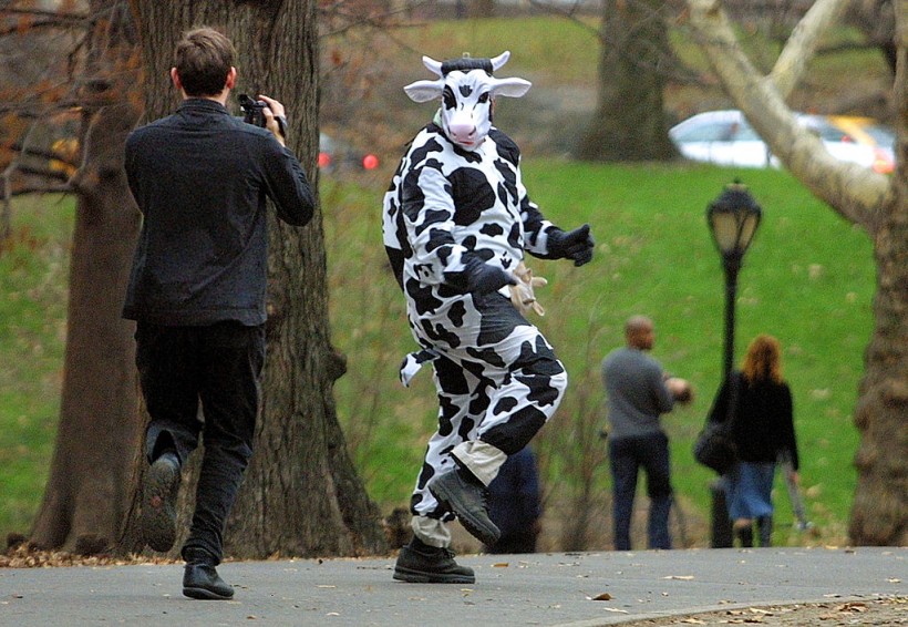 Cow in New York City