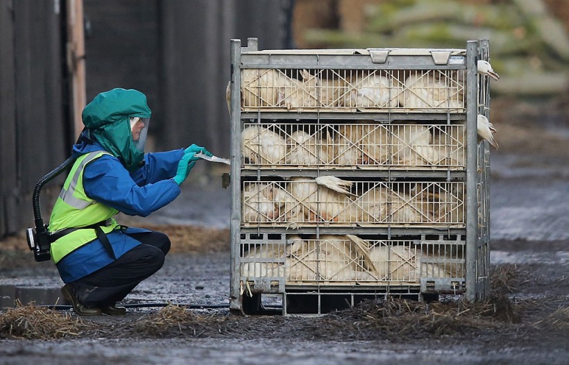 Culling Expected To Begin On Yorkshire Duck Farm With Bird Flu Outbreak