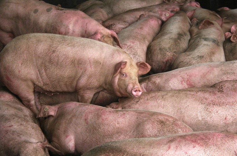  China’s Xinjiang Province is Hit Anew by Another African Swine Fever Outbreak