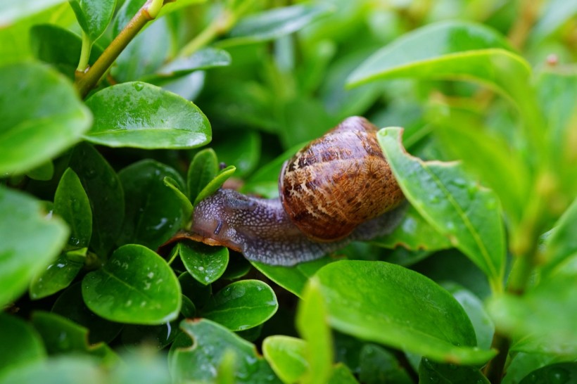 Why Do Snails and Slugs Come Out After It Rains?