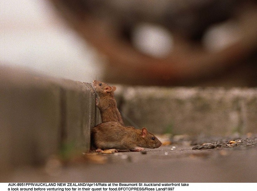 Chicago Sets Loose 1,000 Feral Cats to Control an Increasing Numbers of Rat Infestation