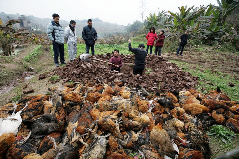 Discovery of the First Case of Bird Flu H10N3 Strain, Will It Be the Next Pandemic?