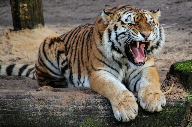 Zookeeper Fatally Wounded As He Tried to Escape Rogue Siberian Tiger That Leapt From Its Cage