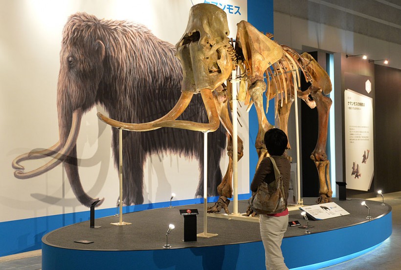 Bioscience Firm Considers Reviving Extinct Woolly Mammoth from DNA Remnants as Test Bed for Emergent ‘Jurassic Park’-like Tech