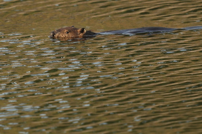 73-Year-Old Man Says that Wild Rabid Beaver Wanted To Kill After He Swam in Pond