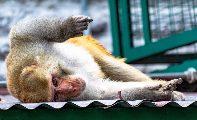  Monkey on a Rampage Hurls Brick; Killing Indian Man who gets Struck on the Head by the Vile Primate