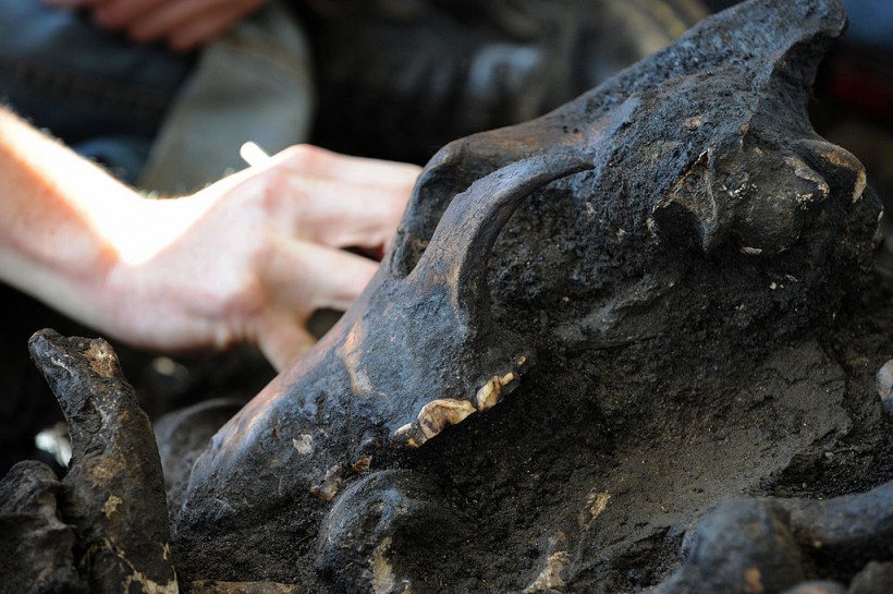 Ancient Wolf Head Preserved Perfectly by the Permafrost in Siberia Amazes Scientists at the Unexpected Discovery