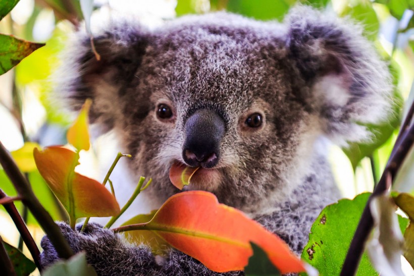 Australia: Lovable Koala Bears Now Endangered Because of Land Clearing, Bushfires, Drought