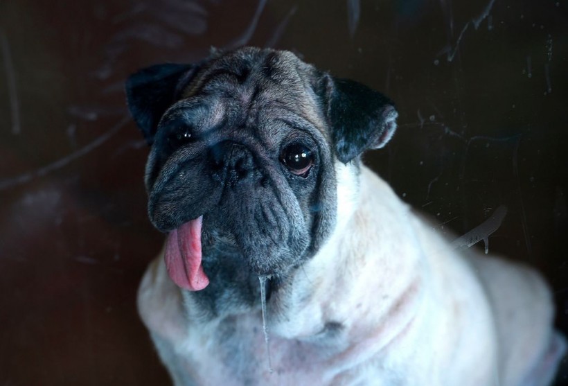 Pugs Facing Scary Health Disorders, Issues Amid Rising Popularity: Study