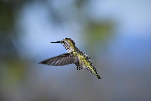 A Study of How Anna's Hummingbirds Would React to Different Climates When Taken To Higher Altitudes