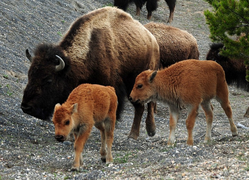 Yellowstone Bison Attack: Ohio Woman Dies After Animal Impales Her [What Happened?]