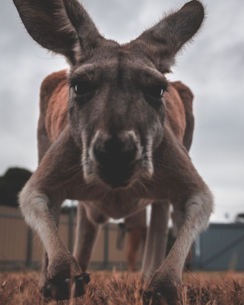 Aussie vs kangaroo