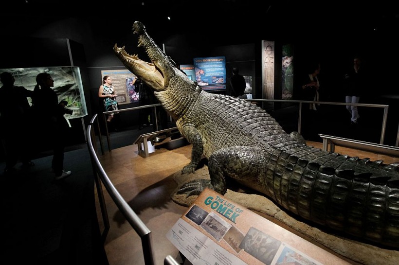 Scientists Find Ancient Crocodile Species Speculated To Devour Human Ancestors in Africa Millions of Years Ago