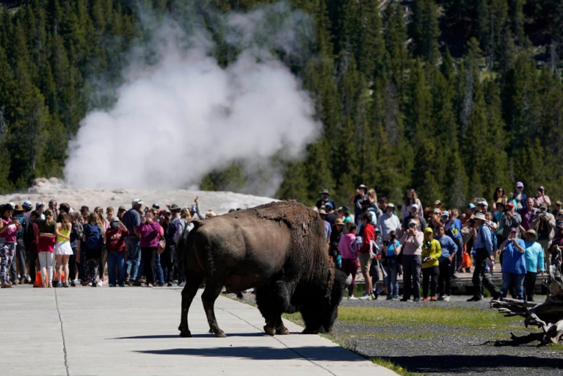 Yellowstone Bison Gores 34-Year Old Man Walking With Family; This Year's 2nd Attack Victim 