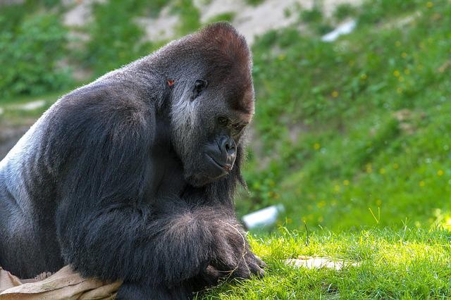 Western Lowland Gorillas Use Unique Vocalizing Sound To Communicate With Humans, Like Chimps