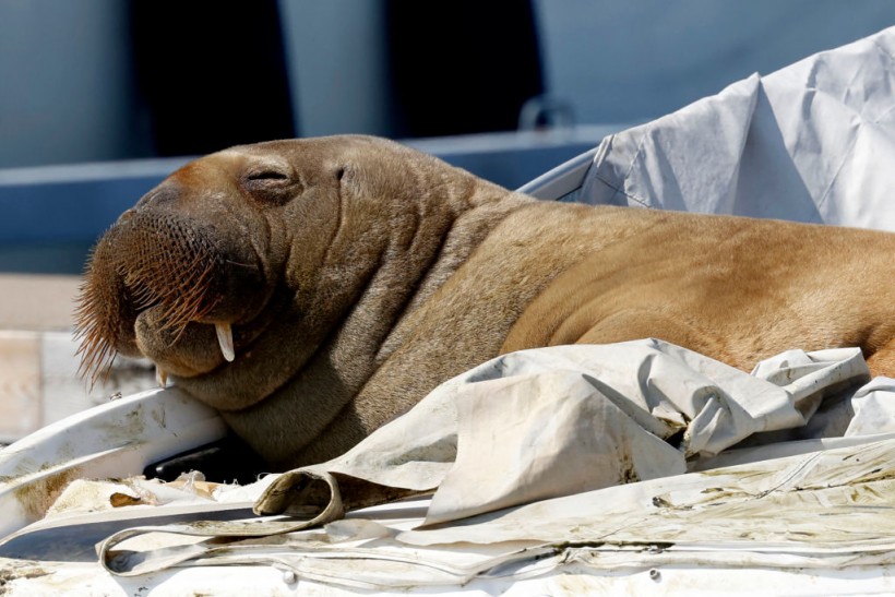 Norway Euthanized 1,300-Pound Walrus 'Freya' After Animal Sinks Boats in the Oslo Fjord