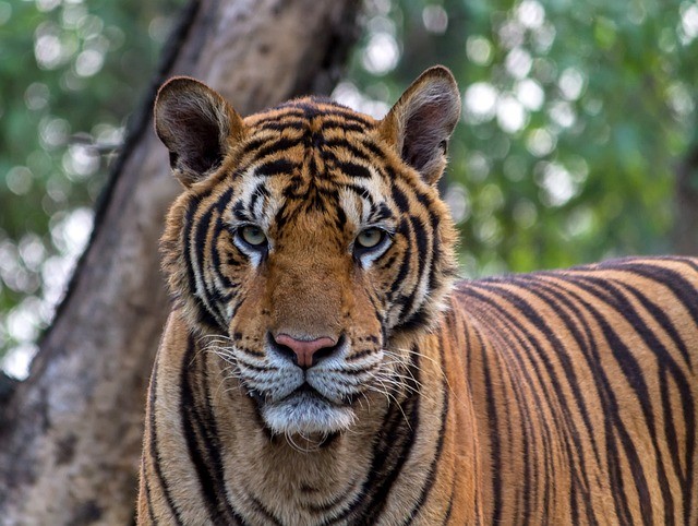  Tiger Mauls Farmer To Death in Northern India, Leaves Half-Eaten Body at National Park
