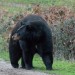 Enraged Black Bear Attacks, Mauls Dogwalker After Shih Tzu Scared Off Cubs