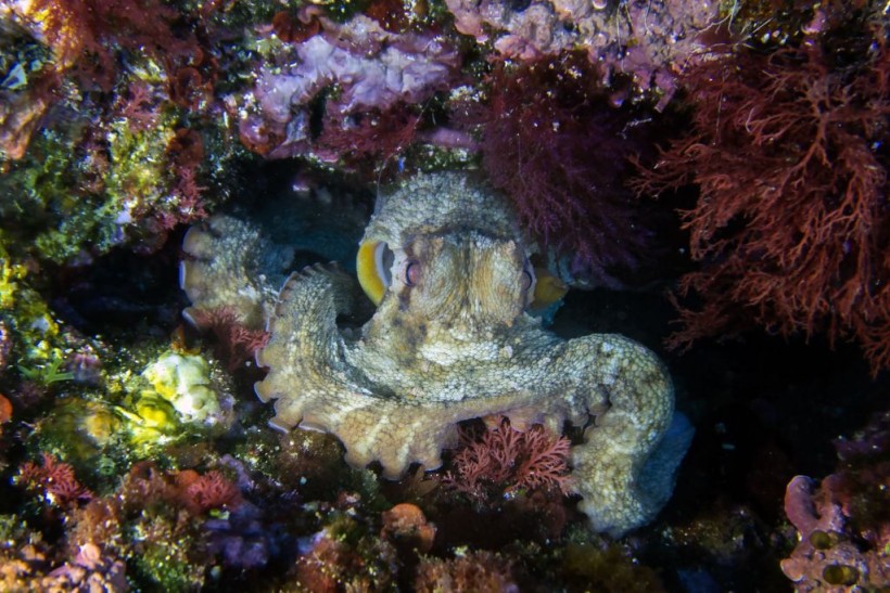 Octopuses Seen Throwing Silt, Shells at Each Other in Bizarre Social Behavior, Study Finds